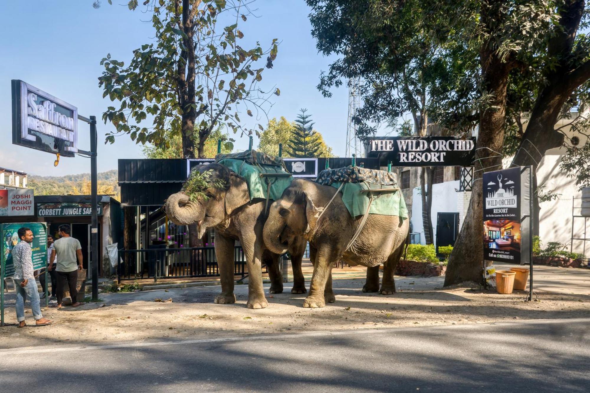 The Wild Orchid Resort Corbett Рамнаґар Екстер'єр фото